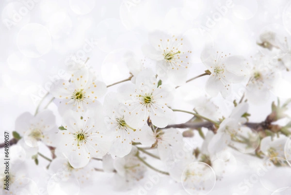 Obraz spring blossoms over white
