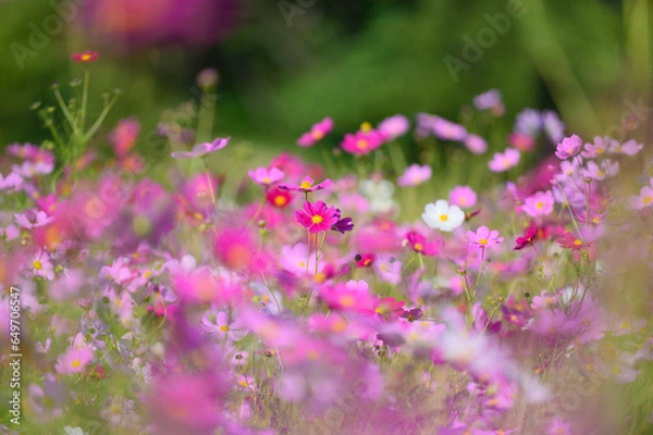 Fototapeta 八雲町噴火湾パノラマパークのコスモス畑