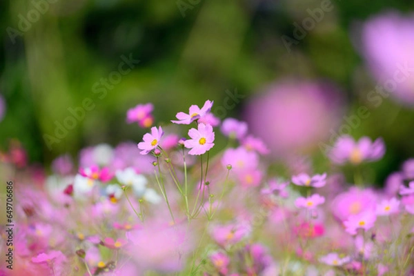 Fototapeta 八雲町噴火湾パノラマパークのコスモス畑