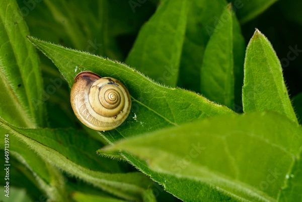 Fototapeta snail on a leaf, closeup