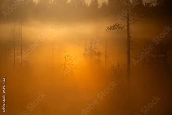 Obraz A beautiful misty autumn morning in taiga, Finland