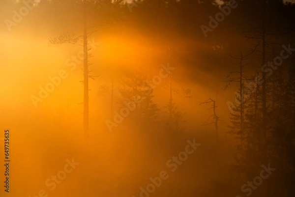Obraz A beautiful misty autumn morning in taiga, Finland