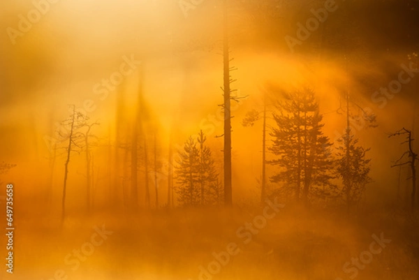 Obraz A beautiful misty autumn morning in taiga, Finland