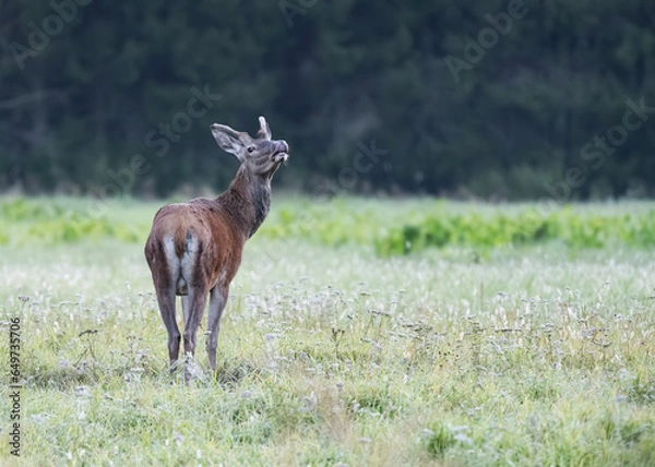 Obraz A young, two-year-old red deer stag is sniffing air during the red deer rut in autumn.