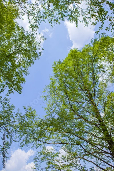 Fototapeta 新緑の木立