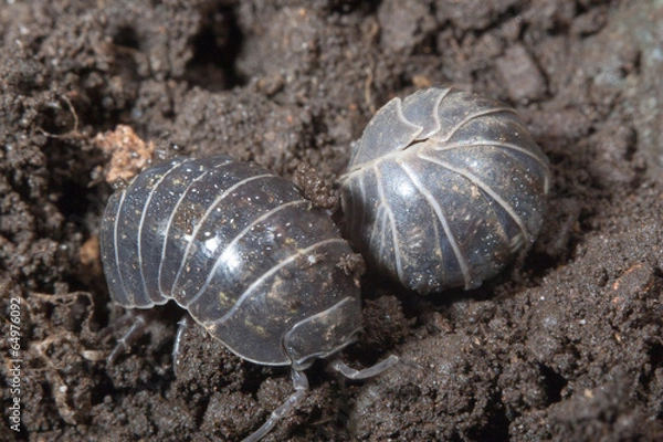 Obraz Armadillidium vulgare