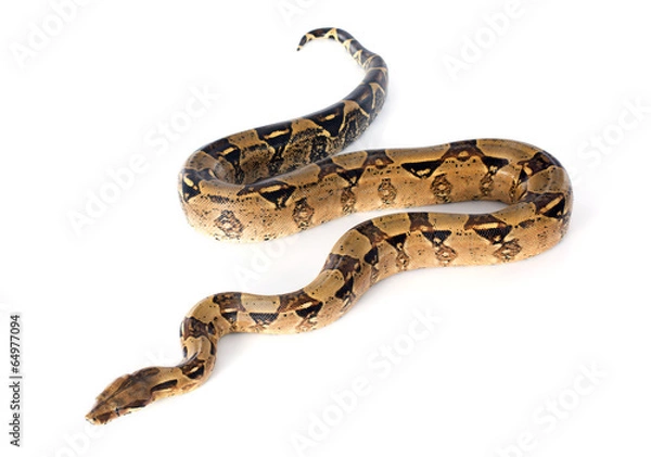 Fototapeta Boa constrictor
