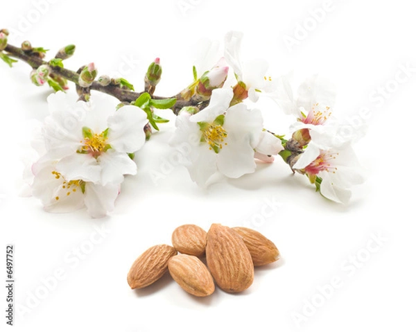 Obraz Almond flowers and nuts