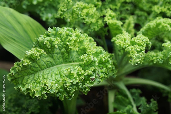 Obraz Close up of green curly kale plant in a vegetable garden, Green kale leaves, one of the super foods, beneficial for health lovers. High in antioxidants