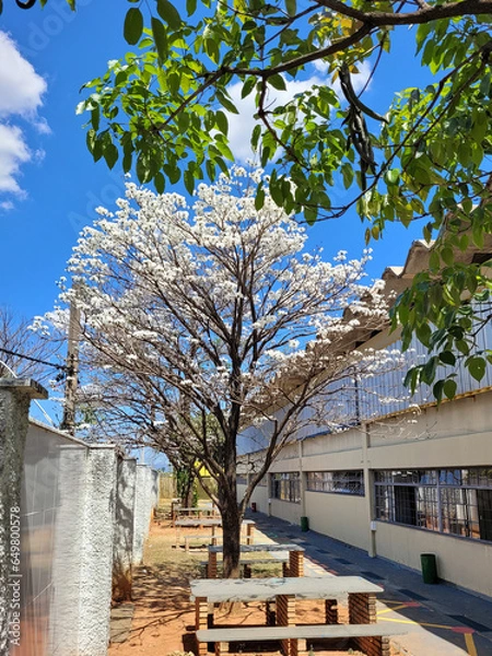 Fototapeta Flowers in garden