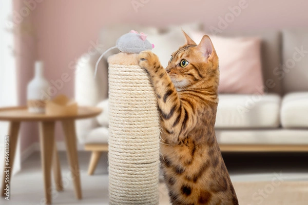 Fototapeta A Bengal cat plays with a plush mouse on a scratching post.