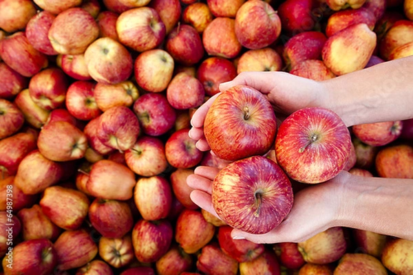 Obraz Mele nelle mani