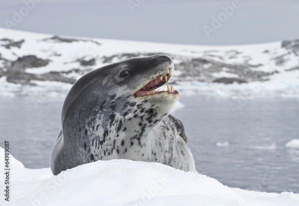 Obraz leopard seal which lies on an ice floe