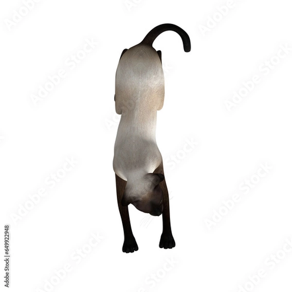 Obraz Cat_top_View_01