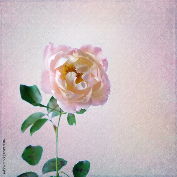 Fototapeta Vintage background with rose