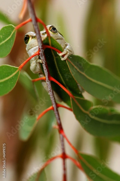 Obraz Western Green Tree Frog