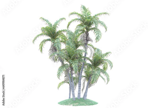 Obraz palm trees on grass isolated