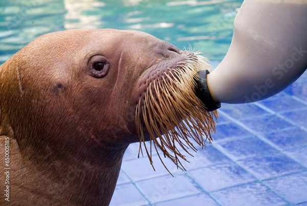 Obraz WALRUS 
