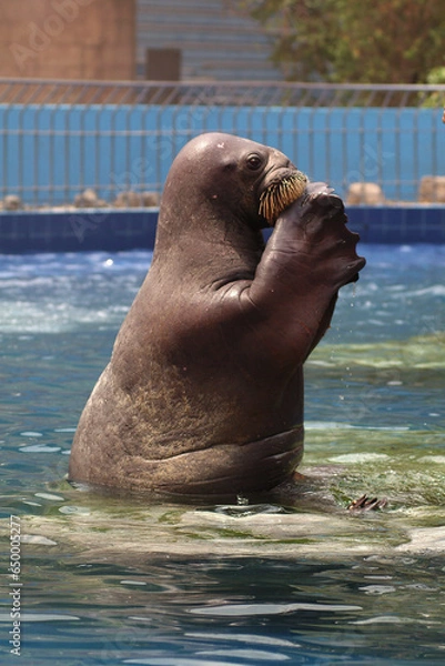 Obraz WALRUS 