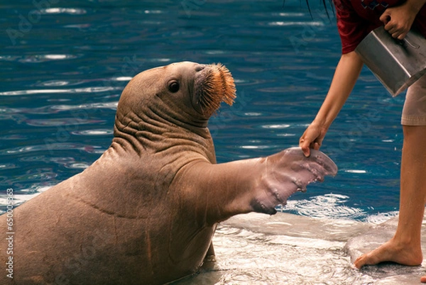 Obraz WALRUS 