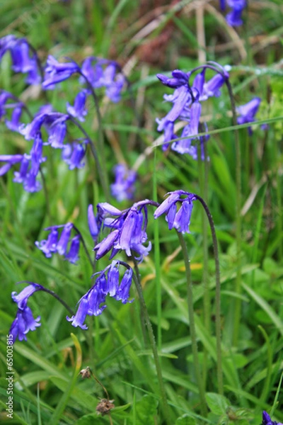 Fototapeta Bluebells