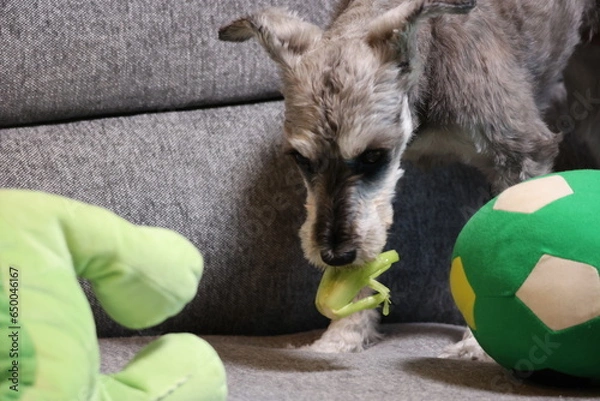 Obraz 野菜を食べるミニチュアシュナウザー