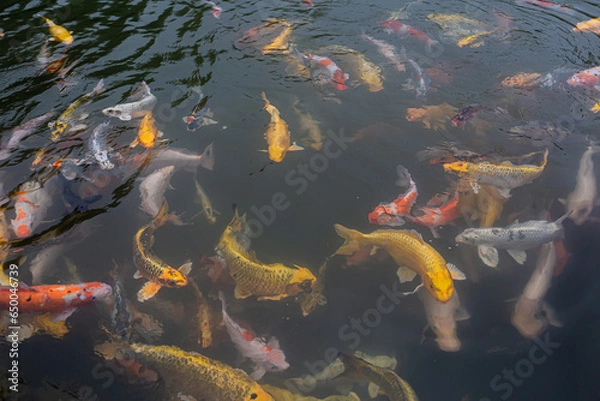 Fototapeta Many koi fish in the pond