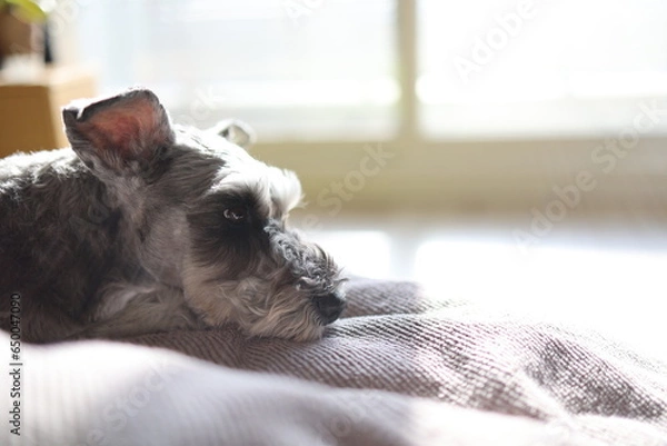 Obraz リラックスするミニチュアシュナウザー