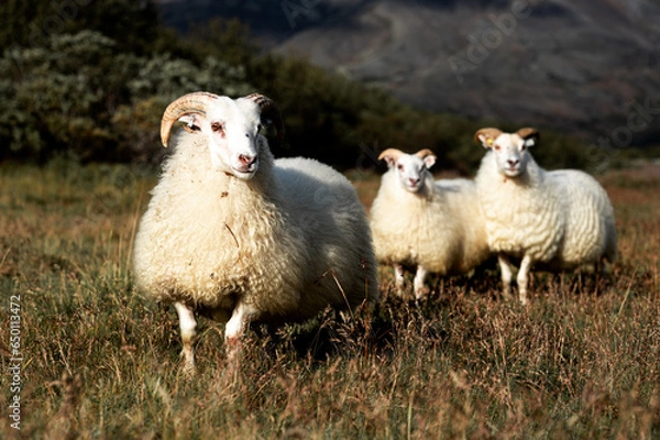 Obraz sheep and lamb