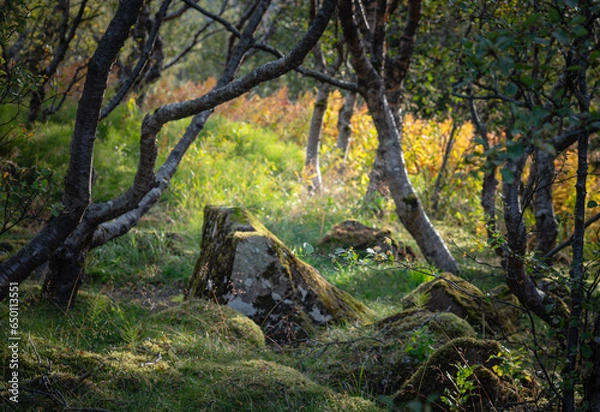 Fototapeta tree in the forest