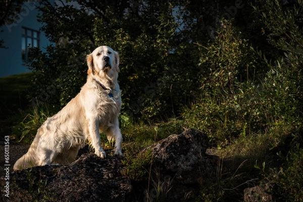 Obraz golden retriever dog