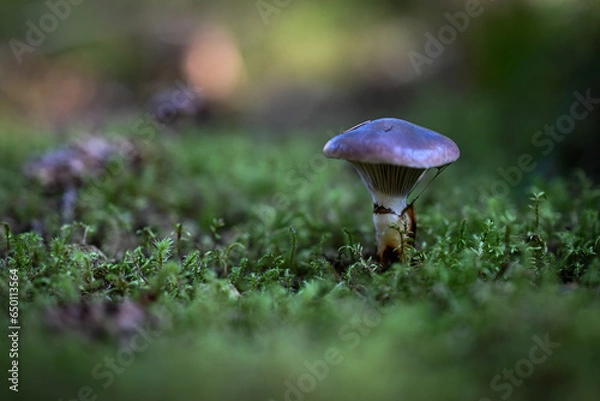 Obraz mushroom in the forest