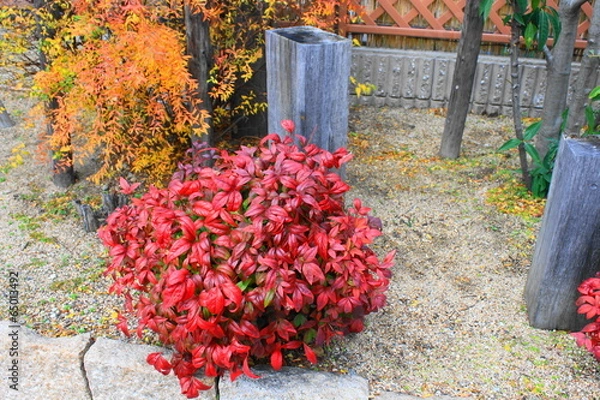 Obraz おたふくなんてん　