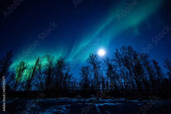 Obraz aurora over the forest