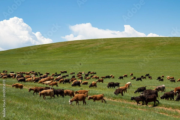 Obraz Herd in Mongolia 