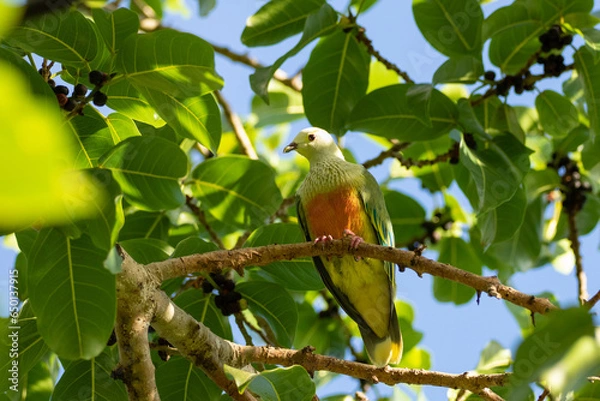 Obraz Tropical fruit dove