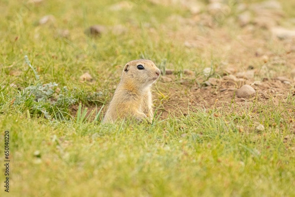 Obraz prairie dog