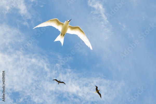 Obraz White Tern in the sky