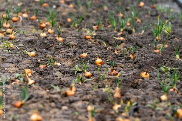 Fototapeta onion bulbs planted
