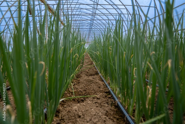 Fototapeta green onion