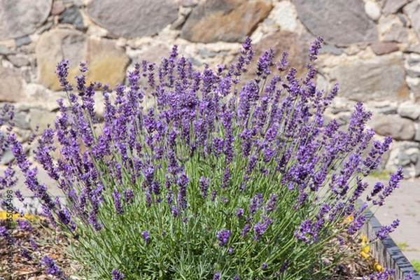 Obraz Lavender.