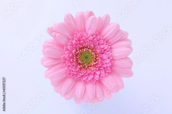 Fototapeta ガーベラ