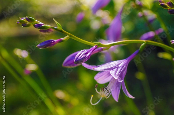 Fototapeta flower hosta