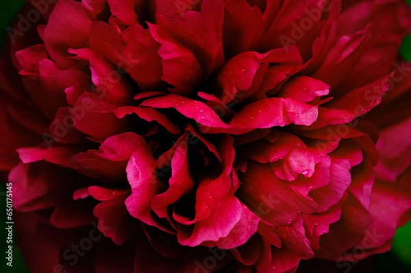 Fototapeta red  flower