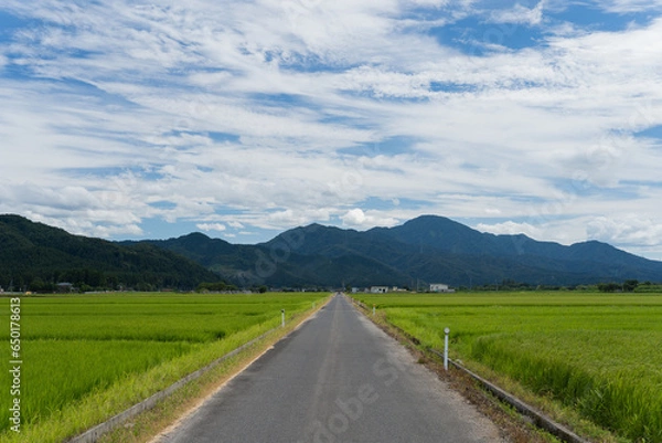 Obraz 田んぼと田舎道