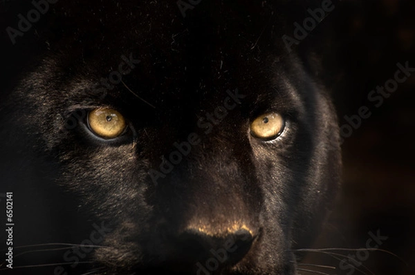 Obraz czarna pantera