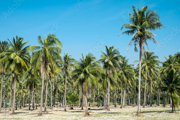 Obraz Coconut farm