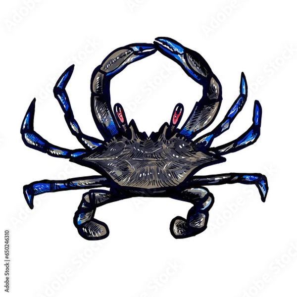 Obraz blue crab isolated on white