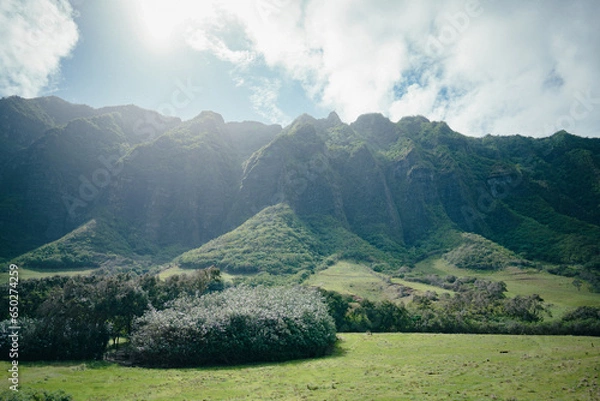 Fototapeta KUALOA クアロア