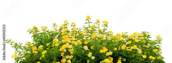 Obraz yellow flowers 